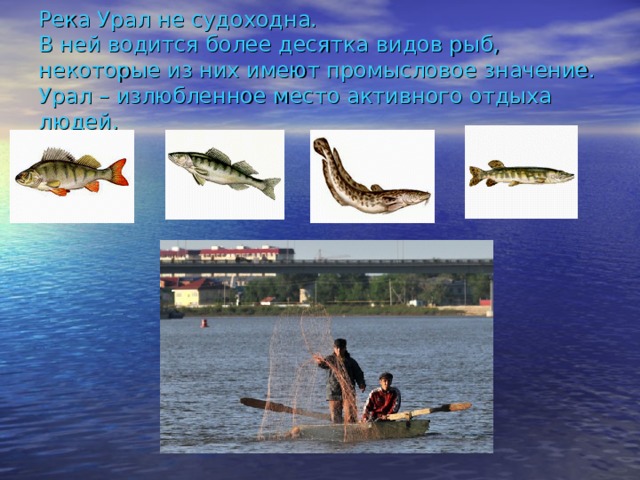 Река Урал не судоходна.  В ней водится более десятка видов рыб, некоторые из них имеют промысловое значение.  Урал – излюбленное место активного отдыха людей. 