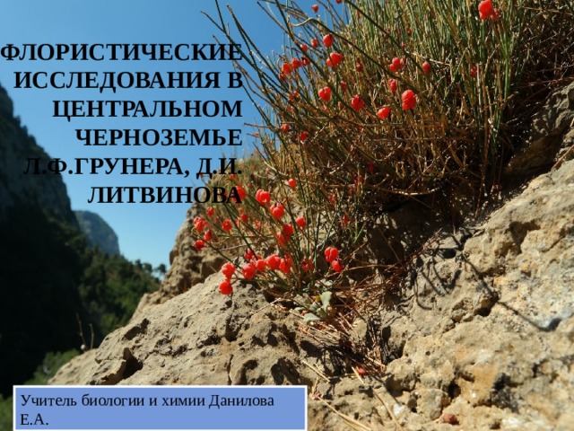 ФЛОРИСТИЧЕСКИЕ ИССЛЕДОВАНИЯ В ЦЕНТРАЛЬНОМ ЧЕРНОЗЕМЬЕ Л.Ф.ГРУНЕРА, Д.И. ЛИТВИНОВА   Учитель биологии и химии Данилова Е.А. 