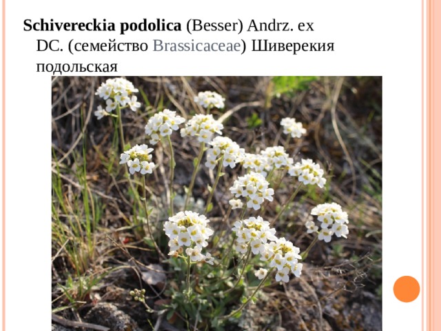 Schivereckia   podolica  (Besser) Andrz. ex DC. ( семейство  Brassicaceae ) Шиверекия подольская 