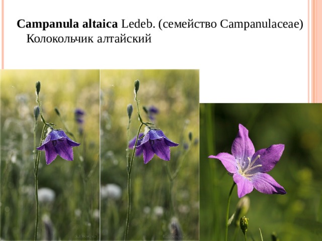 Campanula   altaica  Ledeb. ( семейство  Campanulaceae) Колокольчик алтайский 