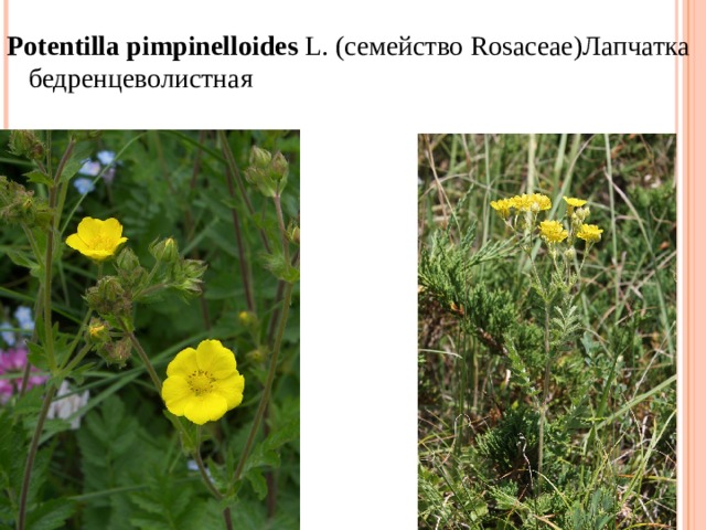 Potentilla   pimpinelloides  L. ( семейство  Rosaceae) Лапчатка бедренцеволистная 