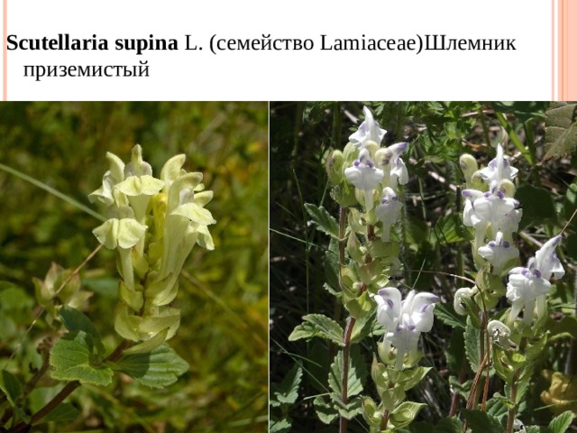 Scutellaria   supina  L. ( семейство  Lamiaceae) Шлемник приземистый 
