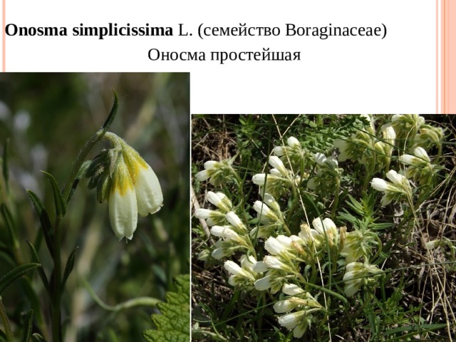 Onosma   simplicissima  L. ( семейство  Boraginaceae) Оносма простейшая 