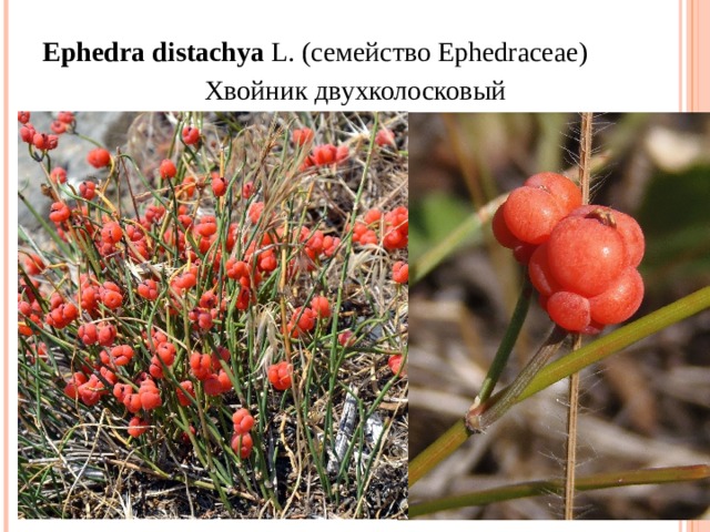 Ephedra   distachya  L. ( семейство  Ephedraceae) Хвойник двухколосковый 