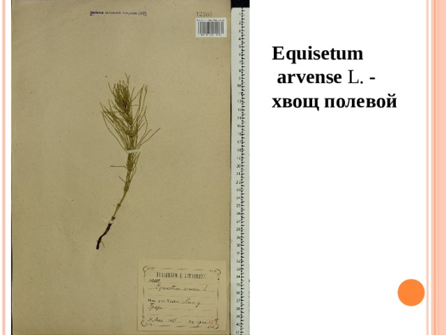 Equisetum   arvense  L.   - хвощ полевой  
