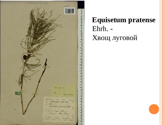 Equisetum pratense  Ehrh.   - Хвощ луговой 