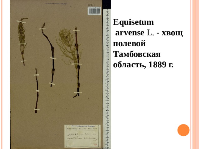 Equisetum   arvense  L.   - хвощ полевой Тамбовская область, 1889 г. 