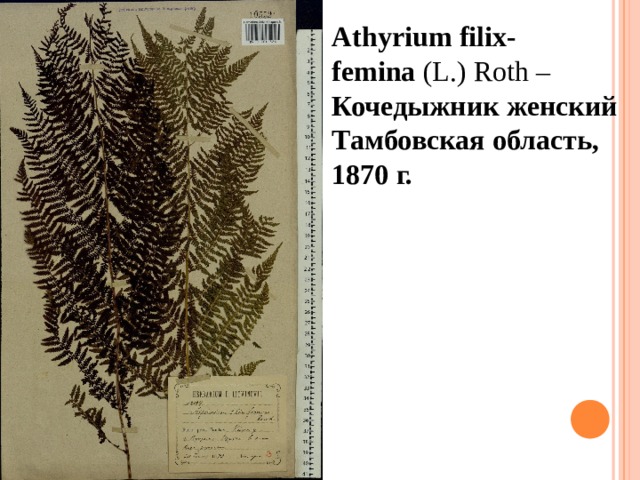 Athyrium filix-femina  (L.) Roth – Кочедыжник женский Тамбовская область, 1870 г.    