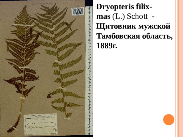 Dryopteris filix-mas  (L.) Schott   - Щитовник мужской Тамбовская область, 1889г.  