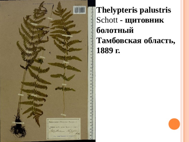 Thelypteris palustris  Schott   - щитовник болотный Тамбовская область, 1889 г.  