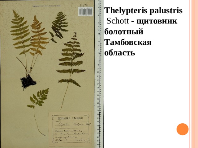 Thelypteris palustris  Schott   - щитовник болотный Тамбовская область 