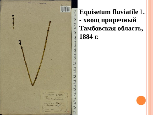 Equisetum fluviatile  L.   - хвощ приречный Тамбовская область, 1884 г.  