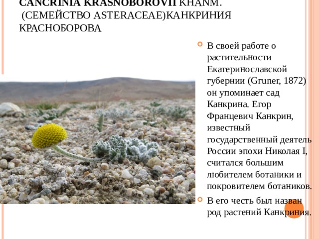 CANCRINIA   KRASNOBOROVII  KHANM.   ( СЕМЕЙСТВО  ASTERACEAE) КАНКРИНИЯ КРАСНОБОРОВА   В своей работе о растительности Екатеринославской губернии (Gгuner, 1872) он упоминает сад Канкрина. Егор Францевич Канкрин, известный государственный деятель России эпохи Николая I, считался большим любителем ботаники и покровителем ботаников. В его честь был назван род растений Канкриния. 