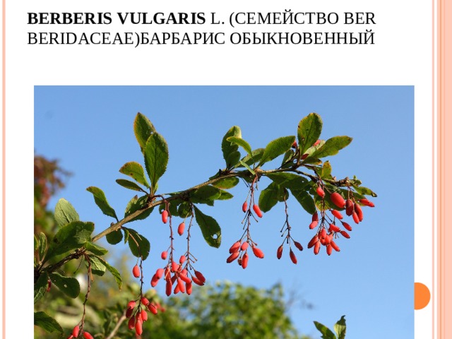 BERBERIS   VULGARIS  L. ( СЕМЕЙСТВО  BERBERIDACEAE) БАРБАРИС ОБЫКНОВЕННЫЙ   