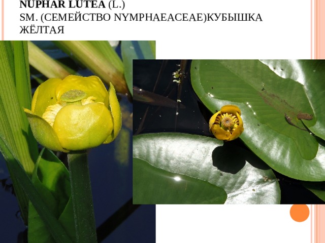 NUPHAR   LUTEA  (L.) SM. ( СЕМЕЙСТВО  NYMPHAEACEAE) КУБЫШКА ЖЁЛТАЯ   