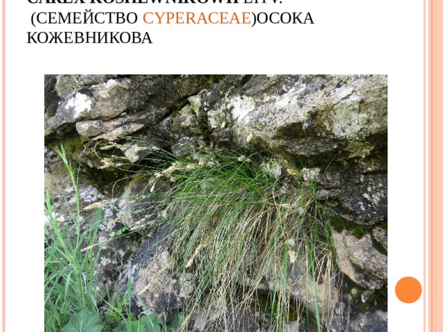 CAREX   KOSHEWNIKOWII  LITV.   ( СЕМЕЙСТВО  CYPERACEAE ) ОСОКА КОЖЕВНИКОВА   