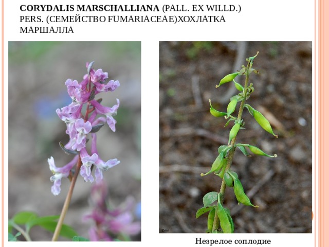 CORYDALIS   MARSCHALLIANA  (PALL. EX WILLD.) PERS. ( СЕМЕЙСТВО  FUMARIACEAE) ХОХЛАТКА МАРШАЛЛА   Незрелое соплодие 