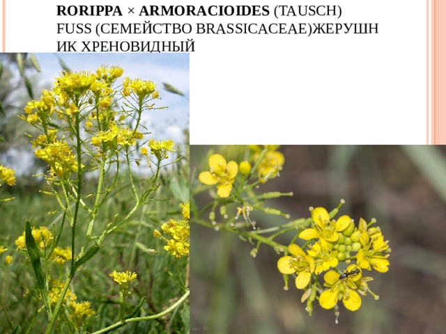RORIPPA  ×  ARMORACIOIDES  (TAUSCH) FUSS ( СЕМЕЙСТВО  BRASSICACEAE) ЖЕРУШНИК ХРЕНОВИДНЫЙ   