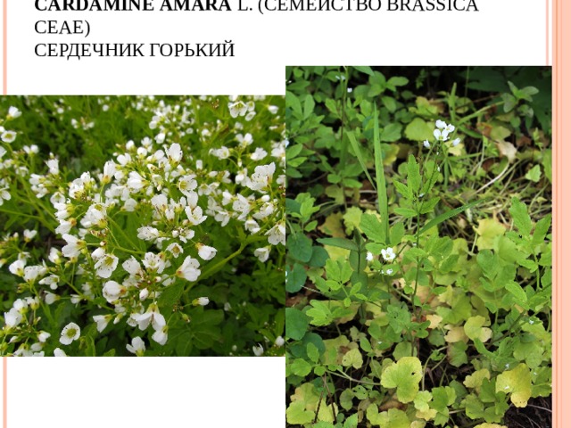 CARDAMINE   AMARA  L. ( СЕМЕЙСТВО  BRASSICACEAE)  СЕРДЕЧНИК ГОРЬКИЙ   