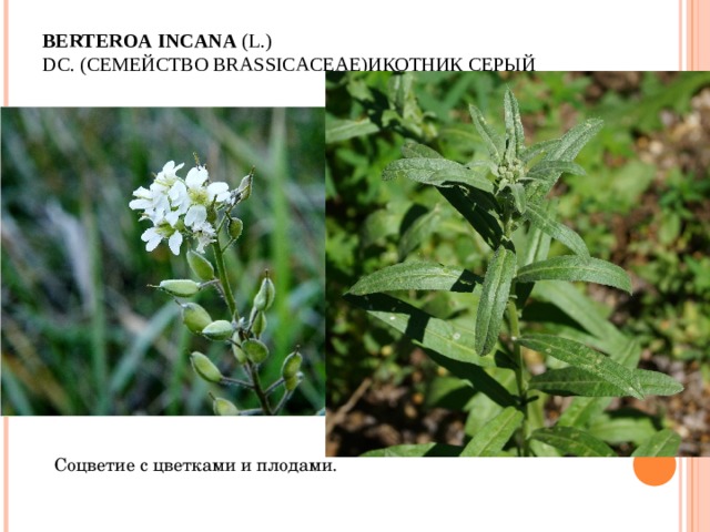 BERTEROA   INCANA  (L.) DC. ( СЕМЕЙСТВО  BRASSICACEAE) ИКОТНИК СЕРЫЙ   Соцветие с цветками и плодами. 