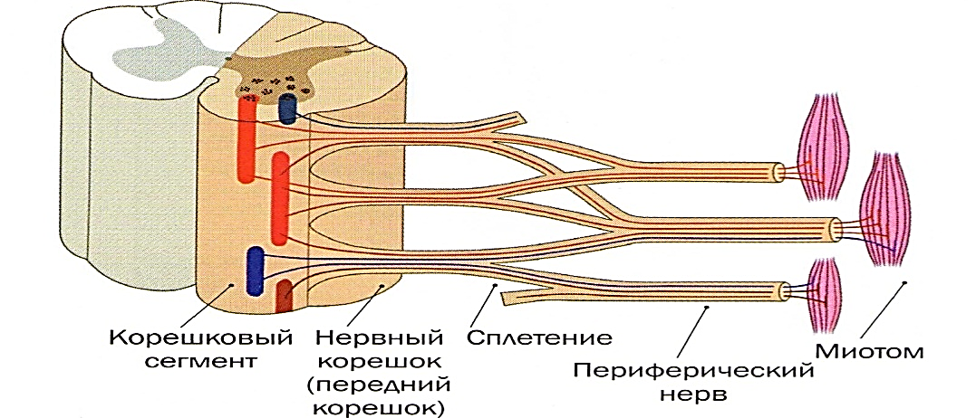 Схема строения пнс