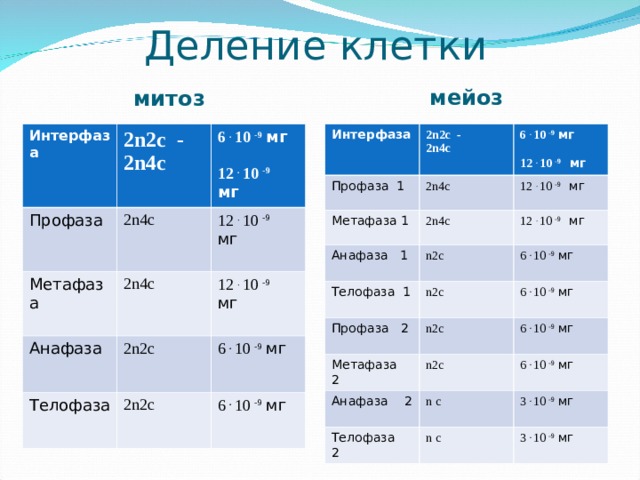 Деление клетки мейоз митоз Интерфаза Интерфаза 2 n2c - 2n4c 2 n2c - 2n4c Профаза Профаза 1 Метафаза 1 6 . 10 -9  мг  12  . 10 -9 мг 2n4c 6 . 10 -9  мг  12  . 10 -9 мг 2n4c Метафаза 2n4c 2n4c 12  . 10 -9 мг Анафаза Анафаза 1 12  . 10 -9 мг 12  . 10 -9 мг Телофаза 1 12  . 10 -9 мг n 2 c Телофаза 2 n2c n 2 c 2 n2c 6 .  10 -9  мг Профаза 2 6 .  10 -9  мг n 2 c 6 .  10 -9  мг 6 .  10 -9  мг Метафаза 2 n 2 c 6 .  10 -9  мг Анафаза 2 6 .  10 -9  мг n  c Телофаза 2 n  c 3 .  10 -9  мг 3 .  10 -9  мг 