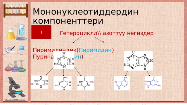 Мононуклеотиддердин компоненттери 1  Гетероциклд\\ азоттуу негиздер Пиримидиндик( Пиримидин ) Пуриндик( Пурин ) Урацил(У) Цитозин(Ц) Тимин(Т) Аденин(А) Гуанин(Г) 