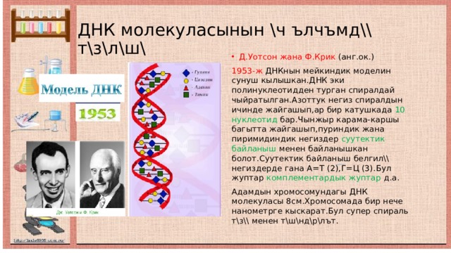 ДНК молекуласынын \ч ълчъмд\\ т\з\л\ш\ Д.Уотсон жана Ф.Крик (анг.ок.) 1953-ж ДНКнын мейкиндик моделин сунуш кылышкан.ДНК эки полинуклеотидден турган спиралдай чыйратылган.Азоттук негиз спиралдын ичинде жайгашып,ар бир катушкада 10 нуклеотид бар.Чынжыр карама-каршы багытта жайгашып,пуриндик жана пиримидиндик негиздер суутектик байланыш менен байланышкан  болот.Суутектик байланыш белгил\\ негиздерде гана А=Т (2),Г=Ц (3).Бул жуптар комплементардык жуптар д.а. Адамдын хромосомундагы ДНК молекуласы 8см.Хромосомада бир нече нанометрге кыскарат.Бул супер спираль т\з\\ менен т\ш\нд\р\лът. 