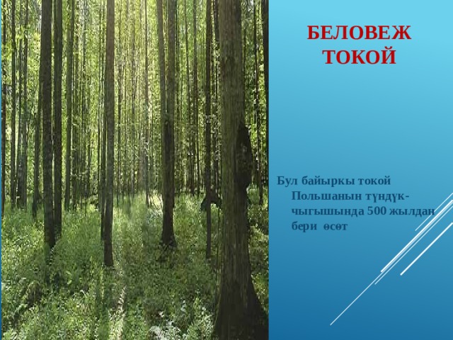 Беловеж токой Бул байыркы токой Польшанын т үндүк-чыгышында 500 жылдан бери өсөт 