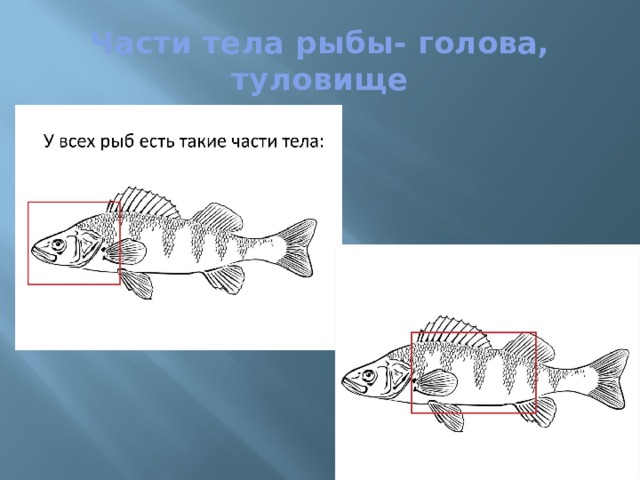 Части тела рыбы- голова, туловище 
