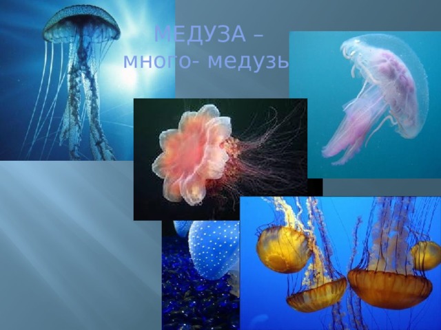 МЕДУЗА –много- медузы 