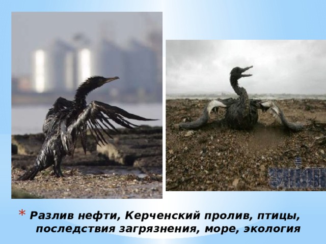 Разлив нефти, Керченский пролив, птицы, последствия загрязнения, море, экология 