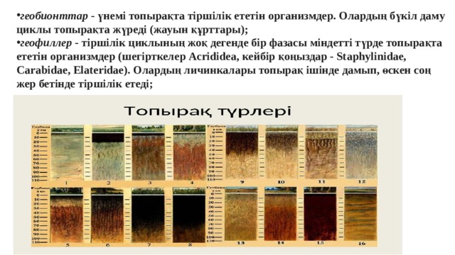геобионттар  - үнемі топырақта тіршілік ететін организмдер. Олардың бүкіл даму циклы топырақта жүреді (жауын құрттары); геофиллер  - тіршілік циклының жоқ дегенде бір фазасы міндетті түрде топырақта ететін организмдер (шегірткелер Acrididea, кейбір қоңыздар - Staphylinidae, Carabidae, Elateridae). Олардың личинкалары топырақ ішінде дамып, өскен соң жер бетінде тіршілік етеді; 