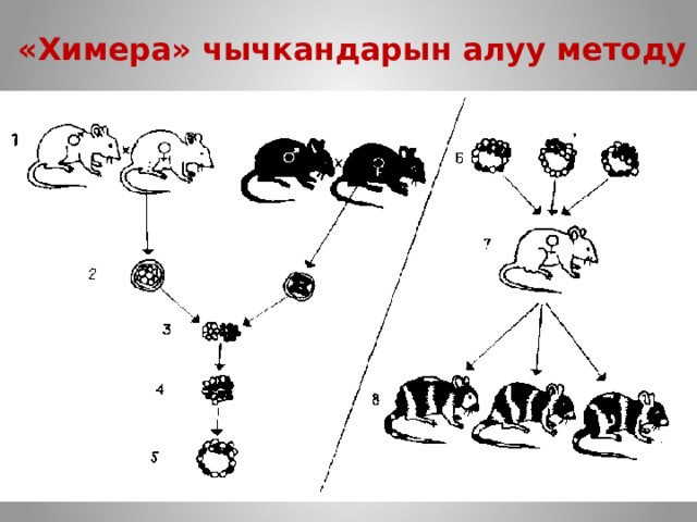 «Химера» чычкандарын алуу методу 