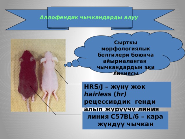 Аллофендик чычкандарды алуу Сырткы морфологиялык белгилери боюнча айырмаланган чычкандардын эки линиясы HRS/J – жүнү жок hairless ( hr) рецессивдик генди алып жүрүүчү линия линия С57BL/6 – кара жүндүү чычкан 