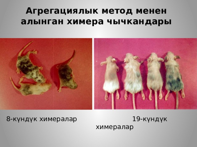 Агрегациялык метод менен алынган химера чычкандары 8-күндүк химералар  19-күндүк химералар 