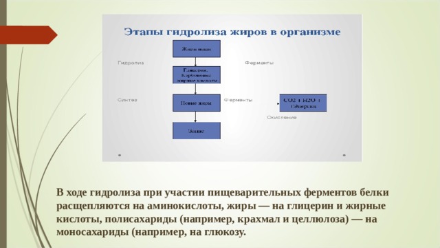 В ходе гидролиза при участии пищеварительных ферментов белки расщепляются на аминокислоты, жиры — на глицерин и жирные кислоты, полисахариды (например, крахмал и целлюлоза) — на моносахариды (например, на глюкозу. 