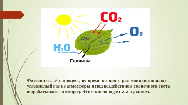 Фотосинтез. Это процесс, во время которого растения поглощают углекислый газ из атмосферы и под воздействием солнечного света вырабатывают кислород. Этим кислородом мы и дышим. 