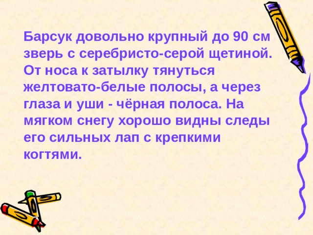  Барсук довольно крупный до 90 см зверь с серебристо-серой щетиной. От носа к затылку тянуться желтовато-белые полосы, а через глаза и уши - чёрная полоса. На мягком снегу хорошо видны следы его сильных лап с крепкими когтями. 