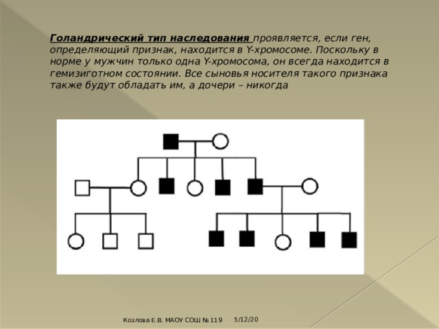 Голандрический тип наследования проявляется, если ген, определяющий признак, находится в Y-хромосоме. Поскольку в норме у мужчин только одна Y-хромосома, он всегда находится в гемизиготном состоянии. Все сыновья носителя такого признака также будут обладать им, а дочери – никогда   5/12/20 Козлова Е.В. МАОУ СОШ № 119 