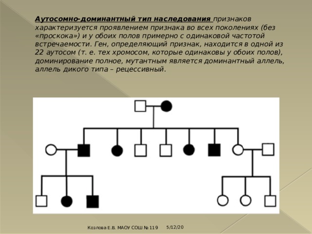 Аутосомно-доминантный тип наследования признаков характеризуется проявлением признака во всех поколениях (без «проскока») и у обоих полов примерно с одинаковой частотой встречаемости. Ген, определяющий признак, находится в одной из 22 аутосом (т. е. тех хромосом, которые одинаковы у обоих полов), доминирование полное, мутантным является доминантный аллель, аллель дикого типа – рецессивный. 5/12/20 Козлова Е.В. МАОУ СОШ № 119 