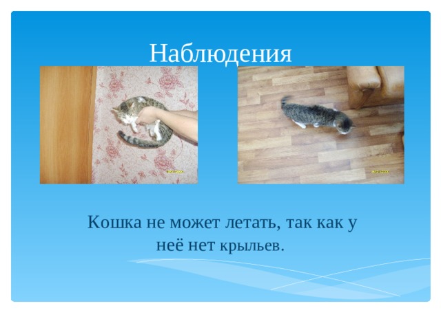 Наблюдения      К ошка не может летать, так как у неё нет крыльев. 