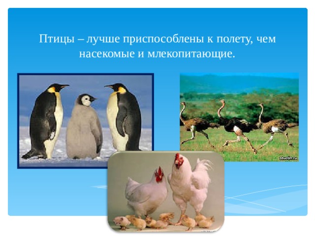 Птицы – лучше приспособлены к полету, чем насекомые и млекопитающие. 