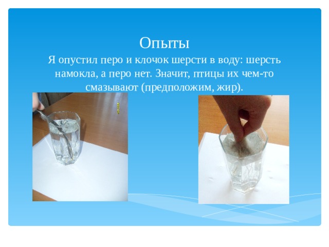 Опыты  Я опустил перо и клочок шерсти в воду: шерсть намокла, а перо нет. Значит, птицы их чем-то смазывают (предположим, жир).    