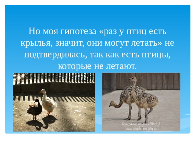 Но моя гипотеза «раз у птиц есть крылья, значит, они могут летать» не подтвердилась, так как есть птицы, которые не летают. 