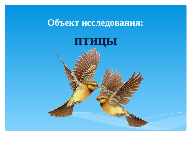 Объект исследования:   птицы 