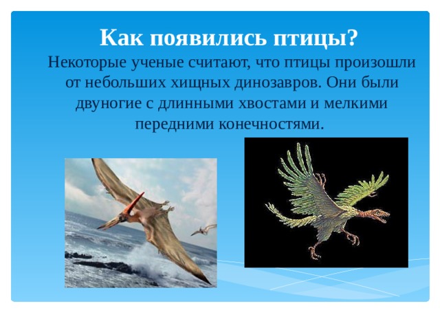Как появились птицы?   Некоторые ученые считают, что птицы произошли от небольших хищных динозавров. Они были двуногие с длинными хвостами и мелкими передними конечностями.     