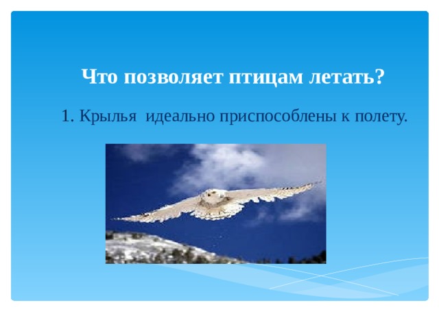 Почему птицы летают. Что позволяет птицам летать. Благодаря чему птицы летают. Почему птицы летают исследовательская работа. Проект на тему почему птицы летают.