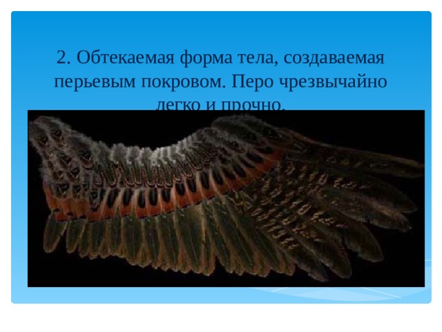 2. Обтекаемая форма тела, создаваемая перьевым покровом. Перо чрезвычайно легко и прочно.   