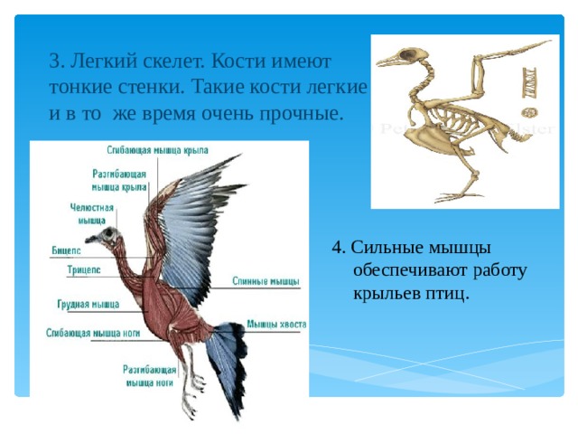 3. Легкий скелет. Кости имеют тонкие стенки. Такие кости легкие и в то же время очень прочные.   4. Сильные мышцы обеспечивают работу крыльев птиц. 
